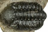 Multi-Toned Morocconites Trilobite Fossil With Austerops #354448-2